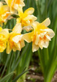 Sweet Ocean Double Narcissus/Daffodil 5 Bulbs - 14/16 cm Bulbs