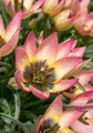 Danique Tulip 10 Bulbs - Very Hardy - Perennial - 6/+ cm Bulbs