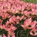 Danique Tulip 10 Bulbs - Very Hardy - Perennial - 6/+ cm Bulbs