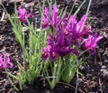 J.S. Dyt Rockgarden Iris 20 Bulbs - 5/+ cm Bulbs - Very Hardy!