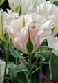 China Town Viridiflora Tulip 5 Bulbs - Variegated Foliage - 12/+ cm