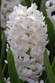 Aiolos Hyacinth 4 Bulbs - Pure White - Fragrant - 15/16 cm Bulbs