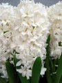 Aiolos Hyacinth 4 Bulbs - Pure White - Fragrant - 15/16 cm Bulbs
