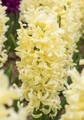 Hyacinth City of Haarlem - 4 Bulbs - Fragrant! - 15/16 cm Bulbs