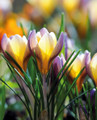 Advance Snow Crocus 15 Bulbs - Very Hardy! - 5/+ cm Bulbs