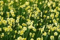 Sun Disc Daffodil - 10 Bulbs - 10/12 cm Bulbs - Miniature Jonquilla Daffodil