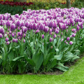 Crunchy Cummins Fringed Tulip 5 Bulbs - Purple/White - 12/+ cm Bulbs