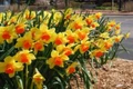 Fortissimo Large Cup Daffodil - 5 Bulbs 14/16 cm - Long Flowering Period