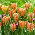 Orange Marmalade Viridiflora Tulip - 5 Bulbs - 12/+ cm Bulb