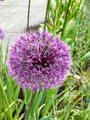 Allium rosenbachianum - Showy Persian Onion - 3 Bulbs - 10/+ cm Bulbs