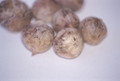 Allium rosenbachianum - Showy Persian Onion - 3 Bulbs - 10/+ cm Bulbs
