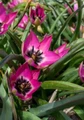 Norah Specie Tulip 10 Bulbs - Heirloom Perennial - 6/+cm Bulbs