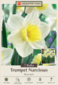 Bravoure Trumpet Daffodil 7 Bulbs - 14/16 cm Bulbs