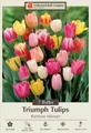 Rainbow Mix Tulip 7 Bulbs - Bright Array of Colors - 12/+ cm Bulbs