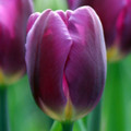 Purple Flag Triumph Tulip 7 Bulbs - NEW - 12/+ cm Bulbs