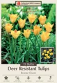 Bronze Charm Tulip 15 Bulbs - Very Hardy - 6/+ cm Bulbs