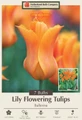 Ballerina Lily-Flowered Tulip - 7 Bulbs - 12/+ cm Bulbs