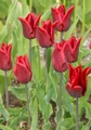 Lasting Love Lily Flowering Tulip 5 Bulbs - Deep Red - 12/+ cm Bulbs