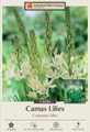White Camas Lily - Camassia leichtlinii Alba - 4 Bulbs - Hardy - 14/+ cm Bulbs