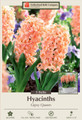 Gypsy Queen Hyacinth 5 Bulbs - Fragrant - 15/16 cm Bulbs