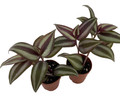 Sterling Silver Tradescantia - 2 Plants 2" Pots - Purple & Silver