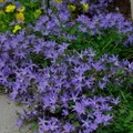 Blue Waterfall Bellflower Perennial - Campanula - Quart Pot