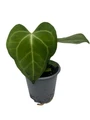 Rare Velvet Cardboard Anthurium Clarinervium - House Plant - 4" Pot
