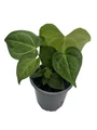 Rare Velvet Cardboard Anthurium Clarinervium - House Plant - 4" Pot