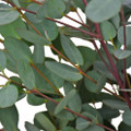 Moon Lagoon Gum Tree -  Eucalyptus lunata -  20 Seeds