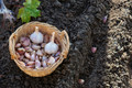 Duganski Hardneck Garlic - Heirloom - 2 Medium Bulbs