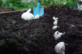 Duganski Hardneck Garlic - Heirloom - 2 Medium Bulbs