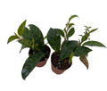 Black Pagoda Lipstick Vine - 2 Pack 2" Pots - Aeschynanthus marmoratus