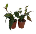 Black Pagoda Lipstick Vine - 2 Pack 2" Pots - Aeschynanthus marmoratus