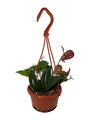 Black Pagoda Lipstick Vine - 4" Mini Hanging Basket - Aeschynanthus marmoratus