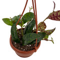 Black Pagoda Lipstick Vine - 4" Mini Hanging Basket - Aeschynanthus marmoratus