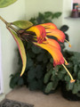 Black Pagoda Lipstick Vine - 4" Mini Hanging Basket - Aeschynanthus marmoratus