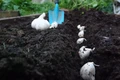 Music Hardneck Garlic - 2 Jumbo Bulbs