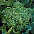 Green Magic Broccoli Seeds - 20 Seeds