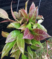 Hoya Sunrise - Easy House Plant - 4" Pot - Collector's Series