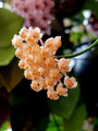 Hoya Sunrise - Easy House Plant - 4" Pot - Collector's Series