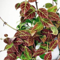 Hoya Sunrise - Easy House Plant - 4" Pot - Collector's Series