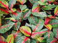 Red Valentine Chinese Evergreen Plant - Aglaonema - Grows in Dim Light - 4" Pot