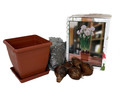 Ziva Paperwhite Narcissus Kit - 5 Bulbs - Pot, Planting Medium & Bulbs
