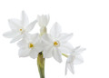Ziva Paperwhite Narcissus Kit - 5 Bulbs - Pot, Planting Medium & Bulbs