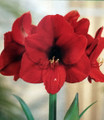 Amaryllis Kit Red Lion - Gift Box - Large Bulb - Pot and Soil - Netherland