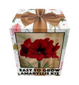 Amaryllis Kit Red Lion - Gift Box - Large Bulb - Pot and Soil - Netherland