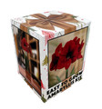 Amaryllis Kit Red Lion - Gift Box - Large Bulb - Pot and Soil - Netherland
