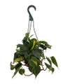 Brazil Philodendron - 6" Hanging Pot - Easy House Plant- Low Light