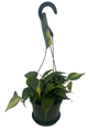 Brazil Philodendron - 6" Hanging Pot - Easy House Plant- Low Light