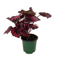 Red Kiss Rex Begonia Plant - 4.5" Pot - Great Houseplant